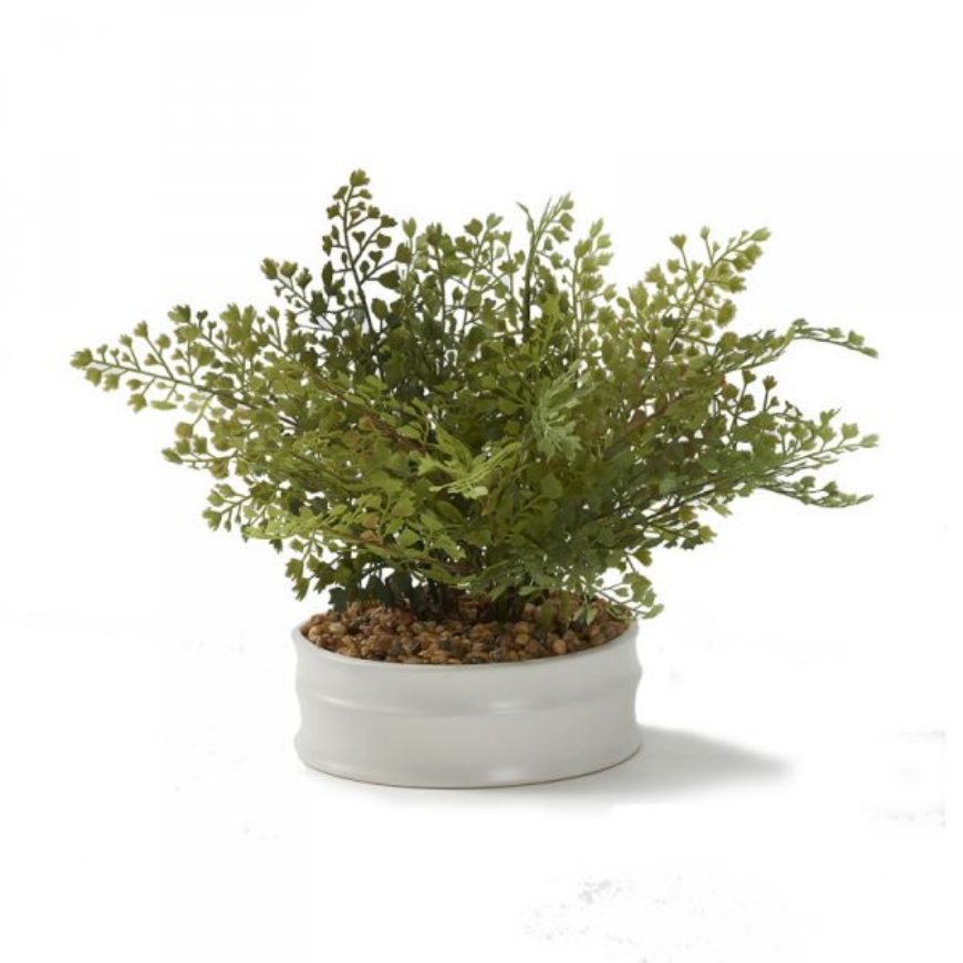Picture of IRON FAN FERN IN MEDIUM MATTE WHITE BOWL